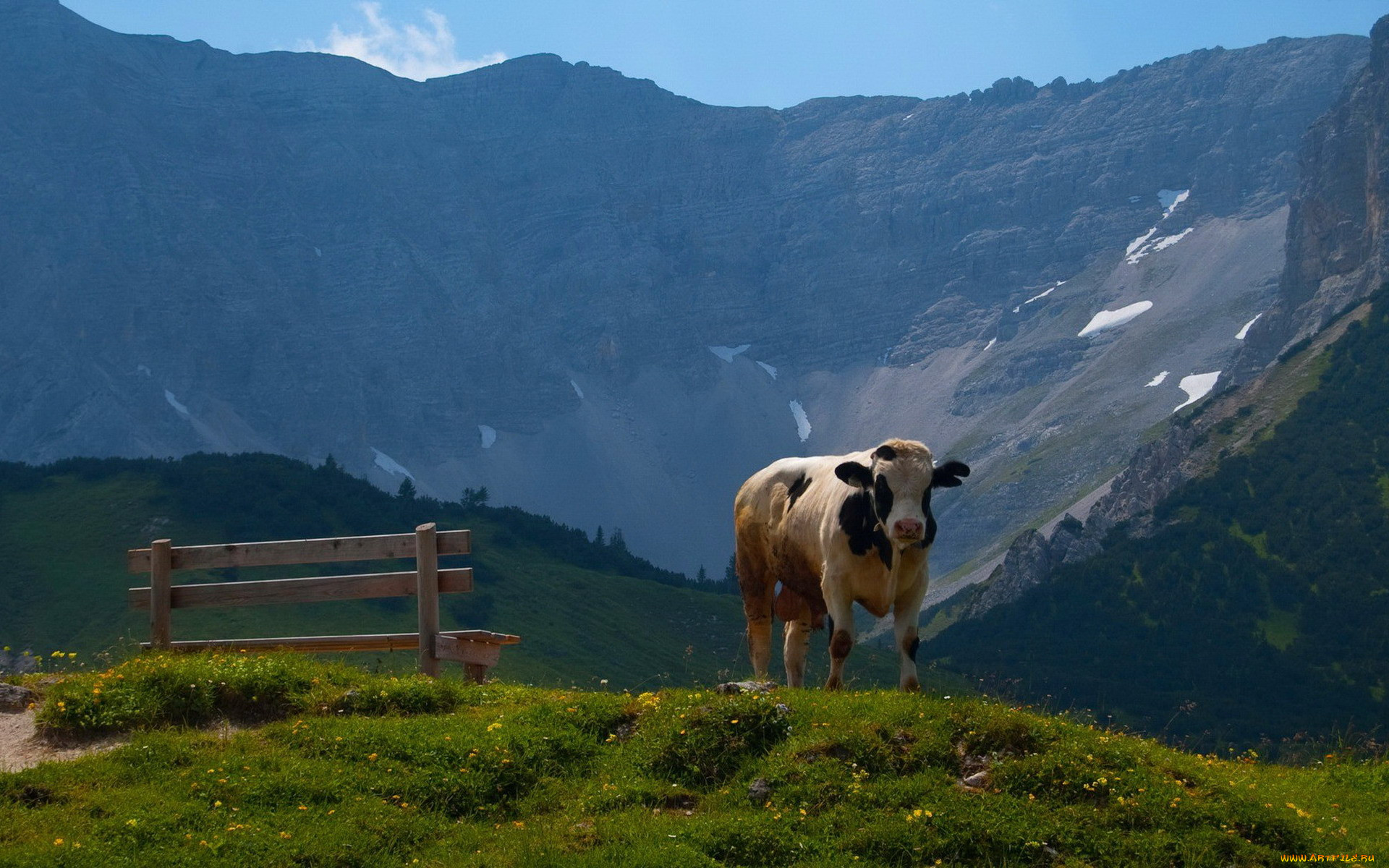 Швейцария коровы Альпы